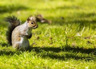 Grey Squirrel (Sciurus carolinensis)