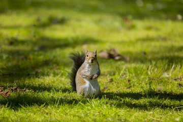 Grey Squirrel (Sciurus carolinensis)