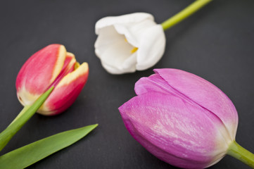 Tulpen auf einer Schieferplatte 