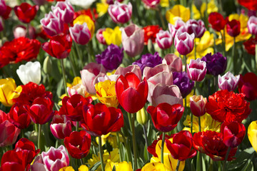 bed of tulips growing in spring garden tulips