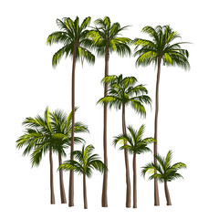 Naklejka premium Palms
