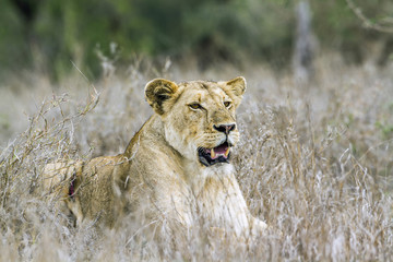 African lion in Kruger National park, South Africa