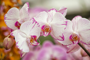 pink orchids