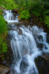 Mountain forest stream