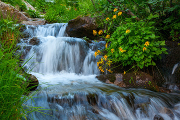 Mountain forest stream