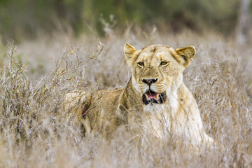 African lion in Kruger National park, South Africa