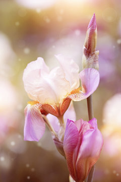  Iris flowers.