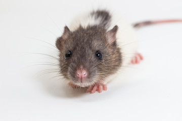 Brattleboro rat , Lab Rat