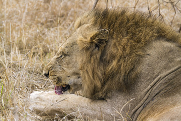 Naklejka premium Lion in Kruger National park