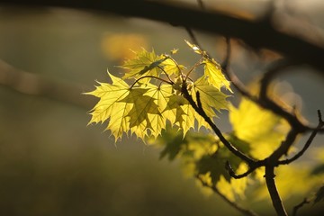 Spring maple leaf in the forest