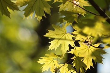 Spring leaves against the sky.