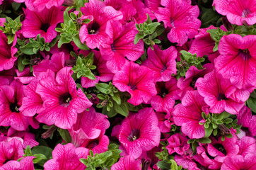 pink petunias