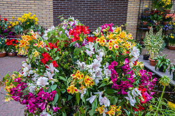 Colorful tulips, Keukenhof Park, Lisse in Holland