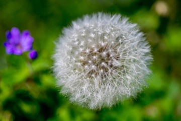 Dandelion abstract closeup