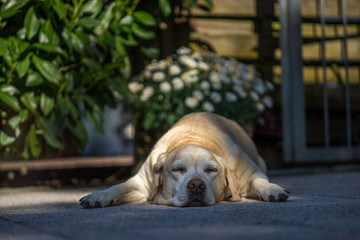 a portrait of the cute yellow labrador with flowers in the backg