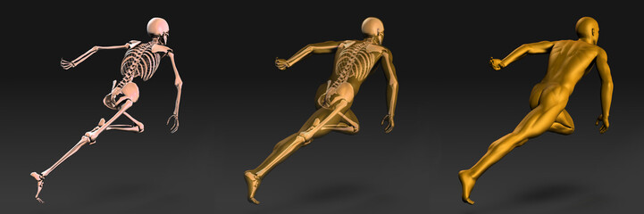 Medical Illustration of Human Body and Bones