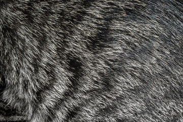 Cat fur texture