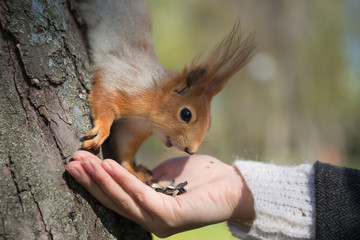 squirrel eating from hands