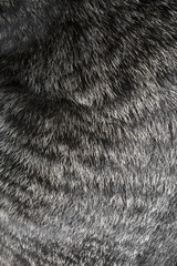 Cat fur texture
