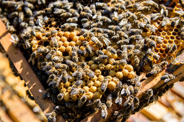 recolecta de miel en panal de abejas