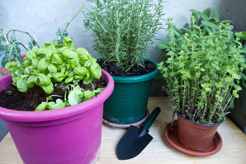 piante aromatiche sul balcone
