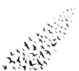 Fototapeta premium Bird wedge silhouettes on white background. Vector illustration