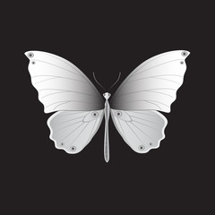 Iron Butterfly, Vector illustration.