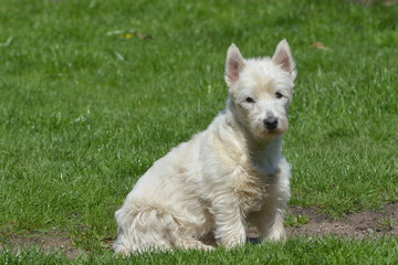 Westie