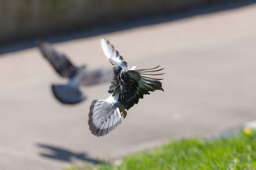two doves in flight