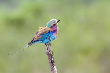 Lilac-breasted roller in Kruger National park, South Africa
