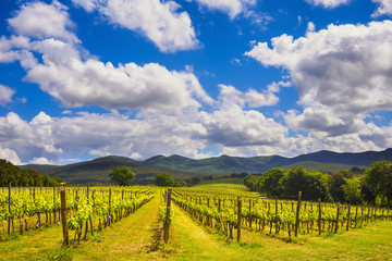 Fototapeta na wymiar Bolgheri vineyard and hills. Maremma Tuscany, Italy