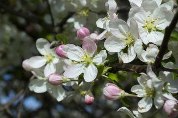Obraz na płótnie Canvas Branch with apple tree flowers against blue sky in spring