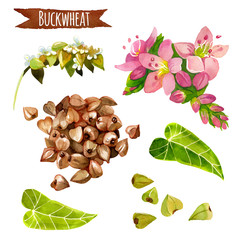 Buckwheat, watercolor set, vector clipping paths included