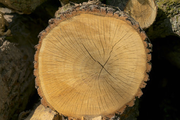 Wood log texture on tree trunk