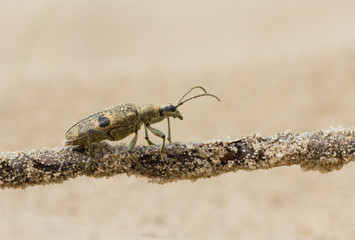 Rhagium inquisitor beetle on the branch