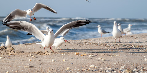 Fototapeta na wymiar sea gulls eating bread