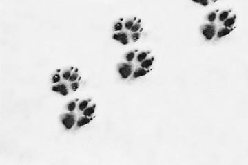 footprints