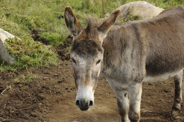 Close-up of donkey, Connemara, Ireland
