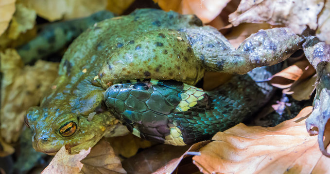 Eine Ringelnatter hat eine Erdkröte angegriffen und versucht sie zu verschlucken