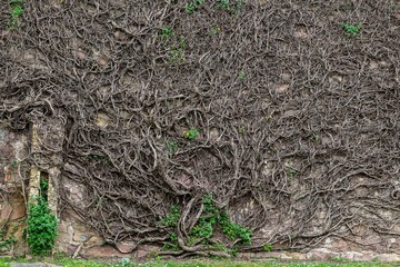 Bare branches and roots of a giant creeper