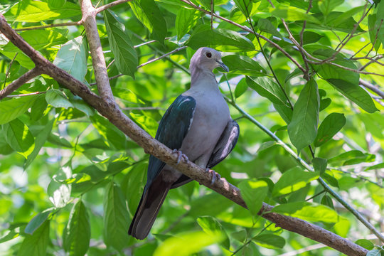 Close up of Birds in zoo