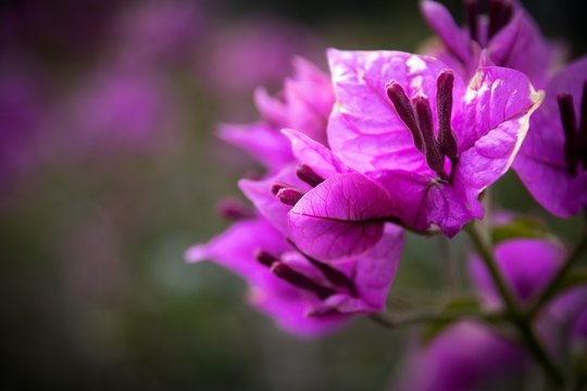 Bougainvillea Detail Before Flowering