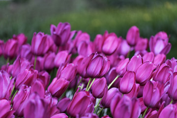 Closeup shot of beautiful fuchsia colored tulips
