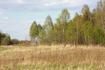 Obraz premium Зеленое весеннее поле