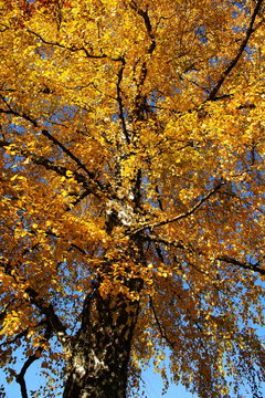 alte Birke im Herbst mit leuchtend gelbem Laub
