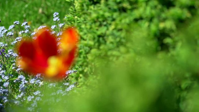 Beautiful red Tulips in the natural home garden 4K ProRes 10bit