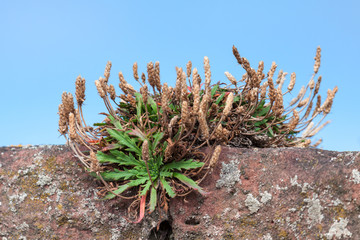 Buck's-horn Plantain (Plantago coronopus) © philipbird123