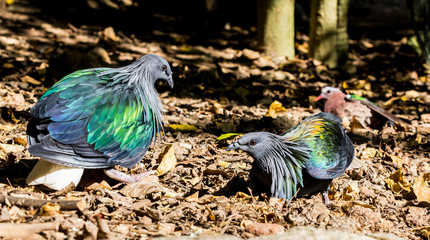 Close up of Birds in zoo