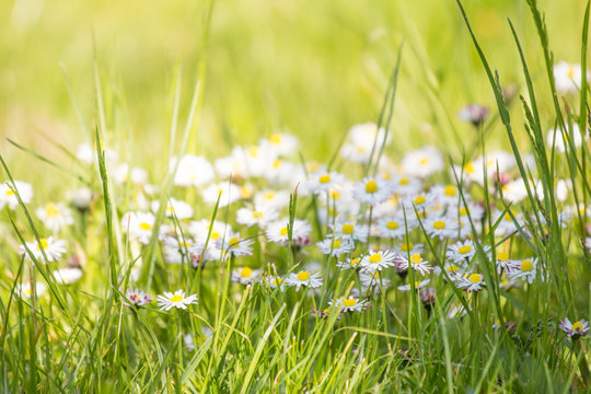 Fototapeta Blumenwiese