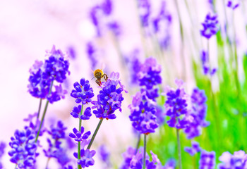 A honeybee flying in the lavender farm in summer